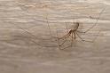 Pholcus_phalangioides_D8284_Z_90_Les Gris_Frankrijk